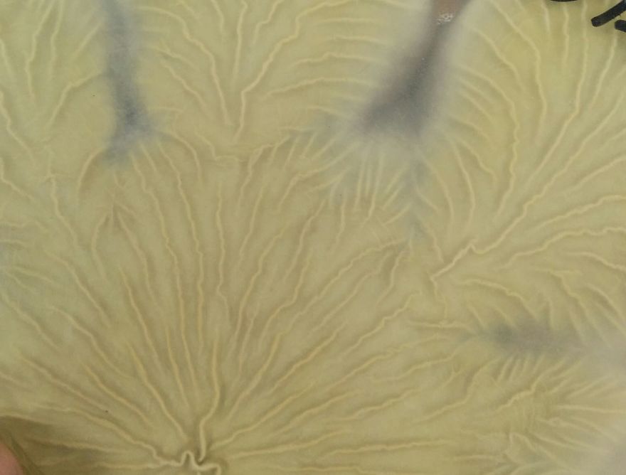 I Find Cosmos Under My Microscope And With Microbial Plate - Microsmos I Find Cosmos Under My Microscope And With Microbial Plate - Microsmos