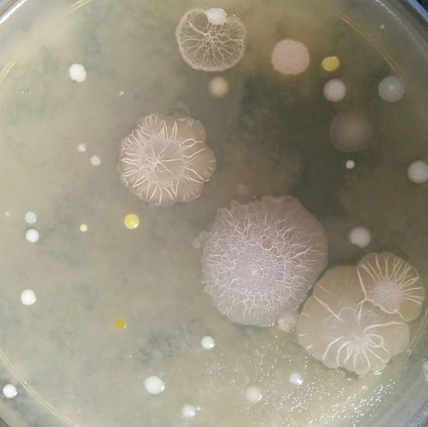 I Find Cosmos Under My Microscope And With Microbial Plate - Microsmos