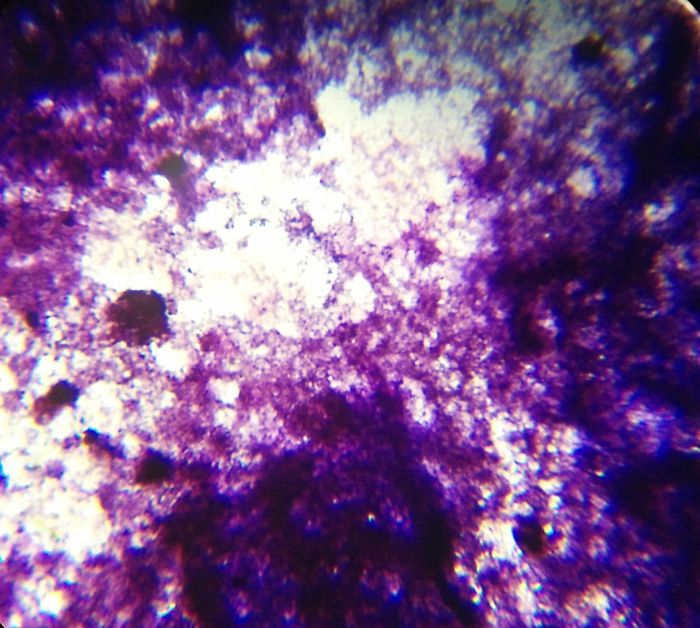 I Find Cosmos Under My Microscope And With Microbial Plate – Microsmos