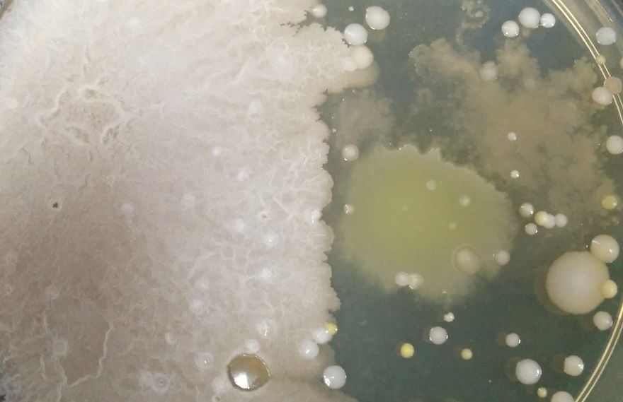 I Find Cosmos Under My Microscope And With Microbial Plate - Microsmos