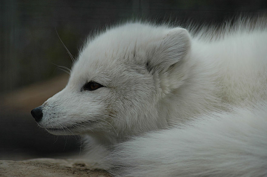 I Shoot Dog-Like Animals And Here Are A Baker's Dozen Why!