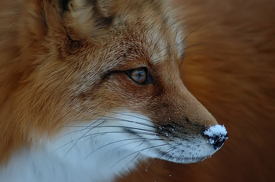 I Shoot Dog-Like Animals And Here Are A Baker's Dozen Why!