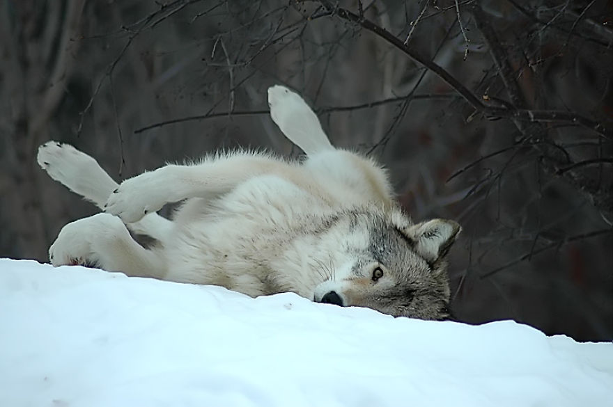 I Shoot Dog-Like Animals And Here Are A Baker's Dozen Why!