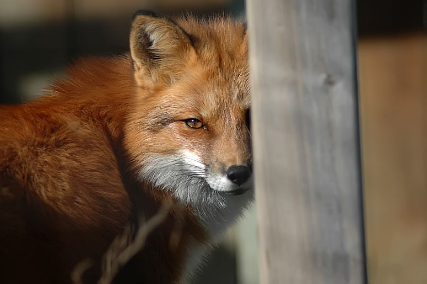 I Shoot Dog-Like Animals And Here Are A Baker's Dozen Why!