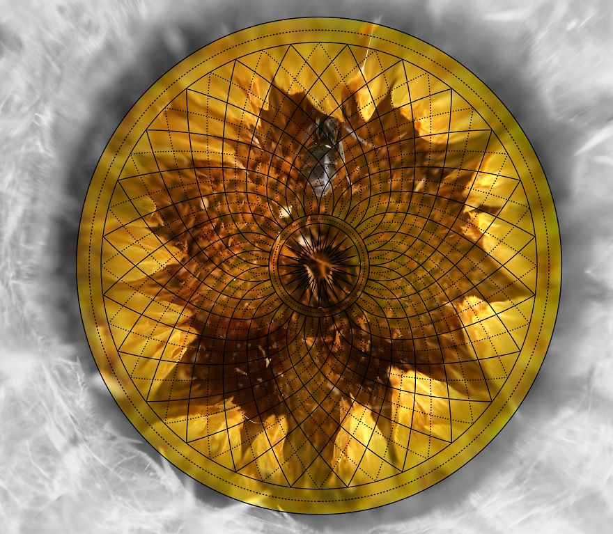 Geometry Vs. Nature: I Played With Forms And Shapes In My Pictures