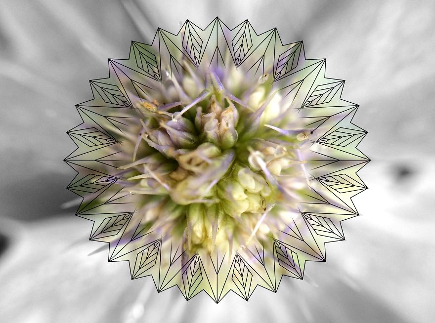 Geometry Vs. Nature: I Played With Forms And Shapes In My Pictures