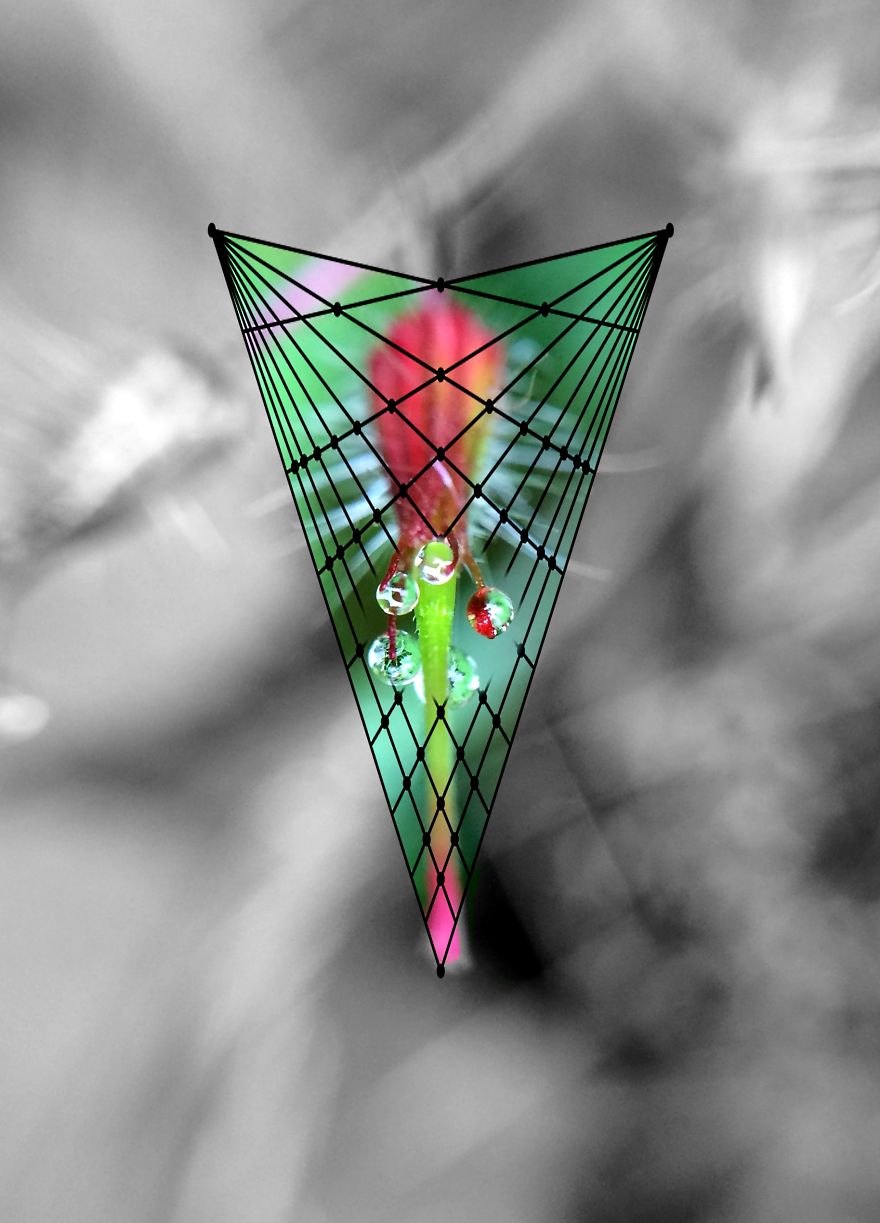 Geometry Vs. Nature: I Played With Forms And Shapes In My Pictures