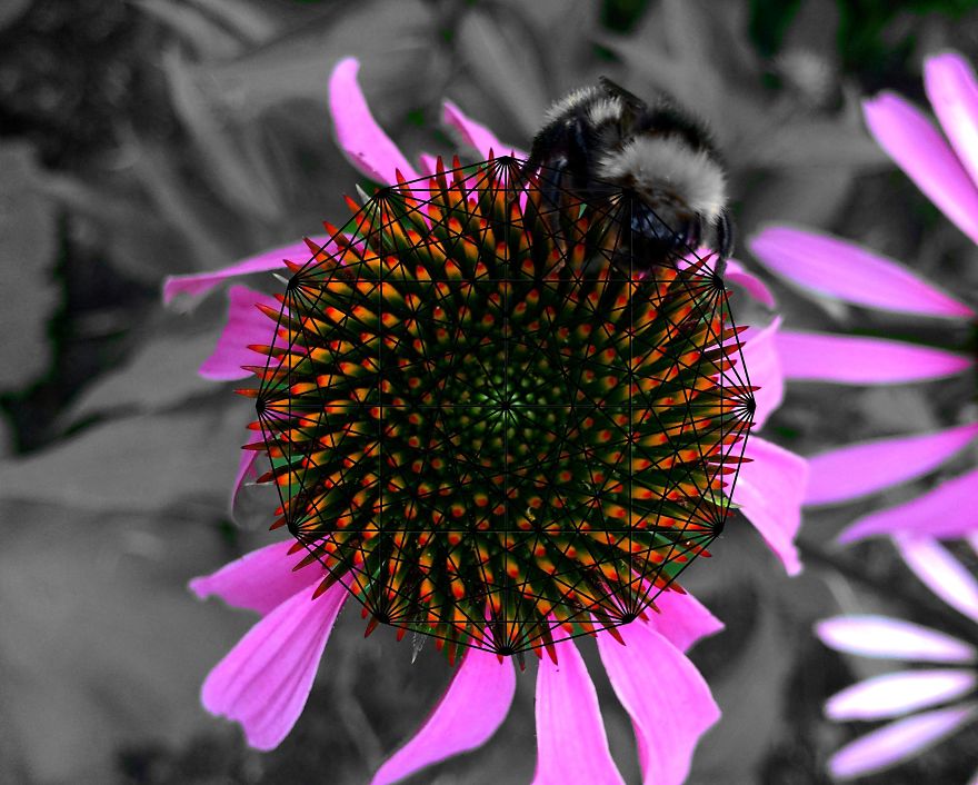 Geometry Vs. Nature: I Played With Forms And Shapes In My Pictures