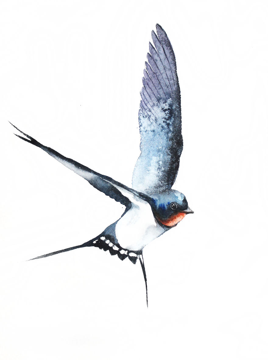 Barn Swallow