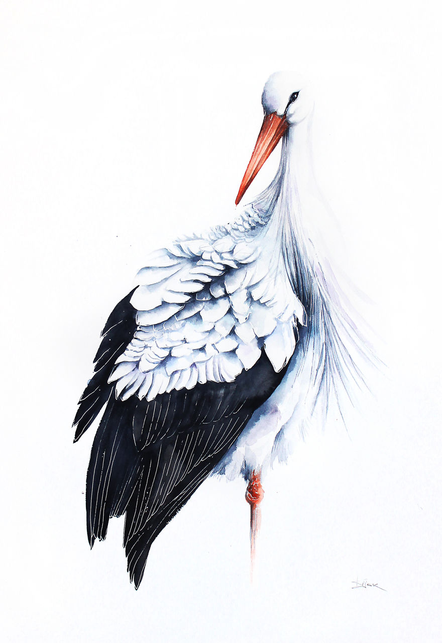 White Stork