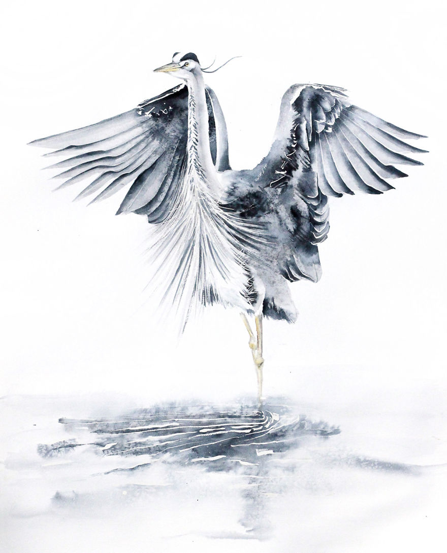 Grey Heron 