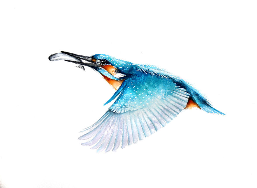 Kingfisher 