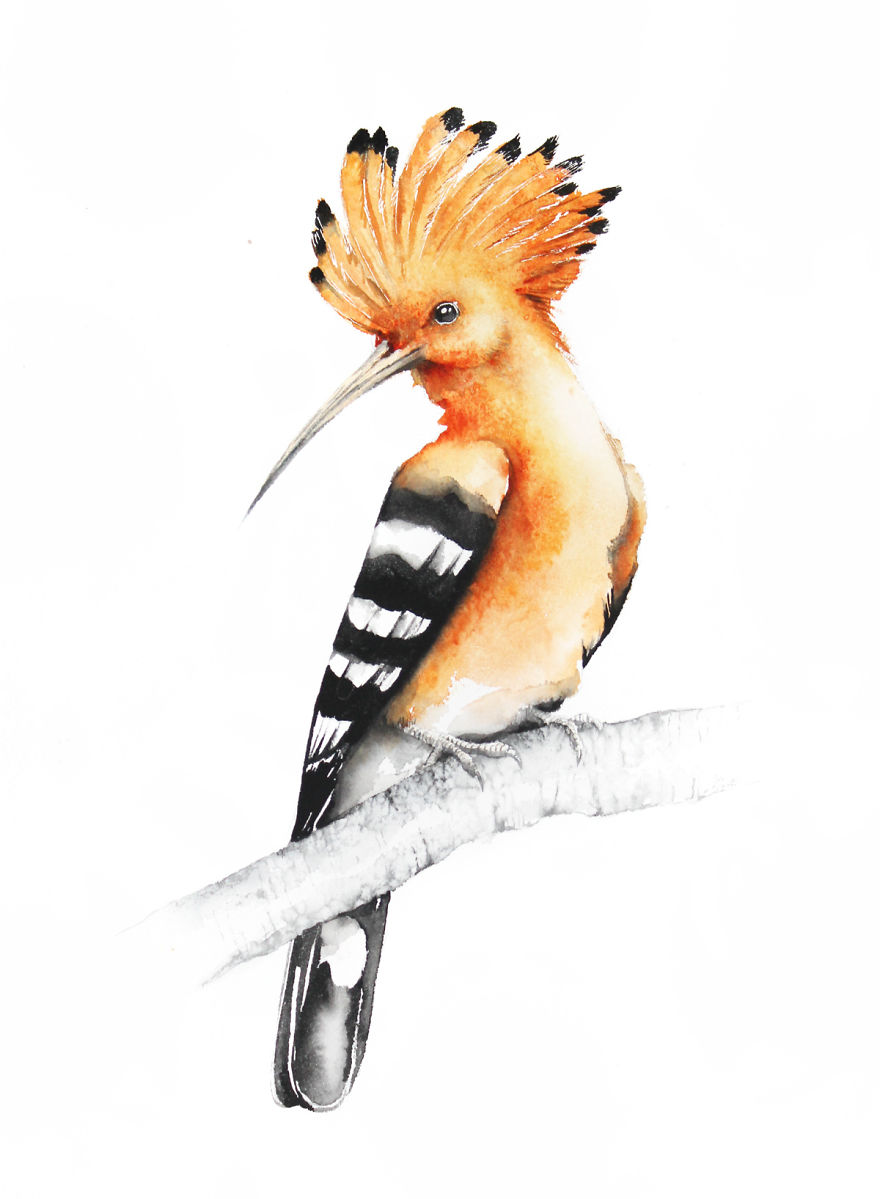 Hoopoe