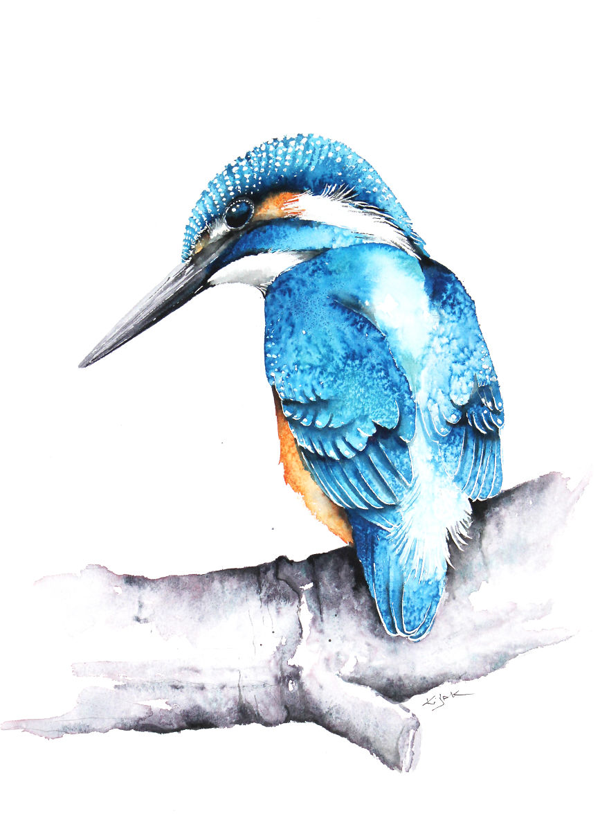 Kingfisher On Branch