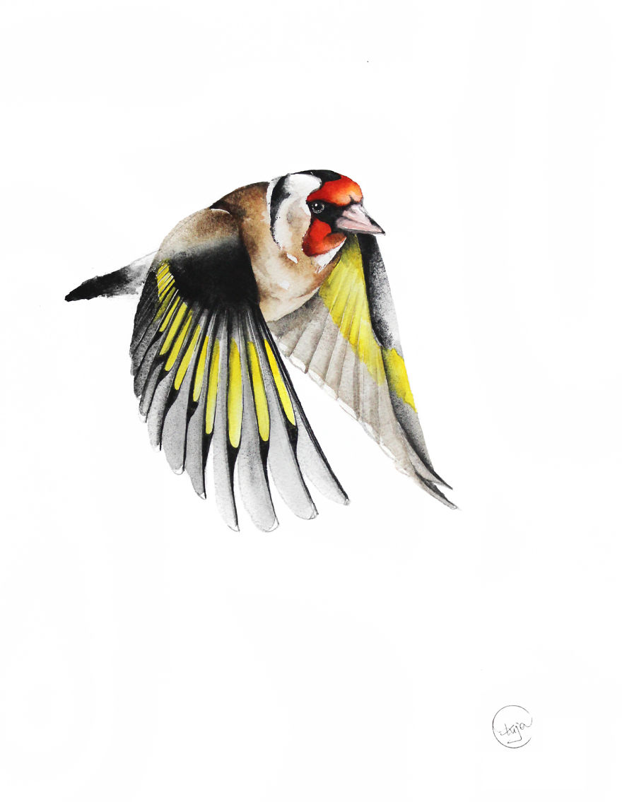 European Goldfinch