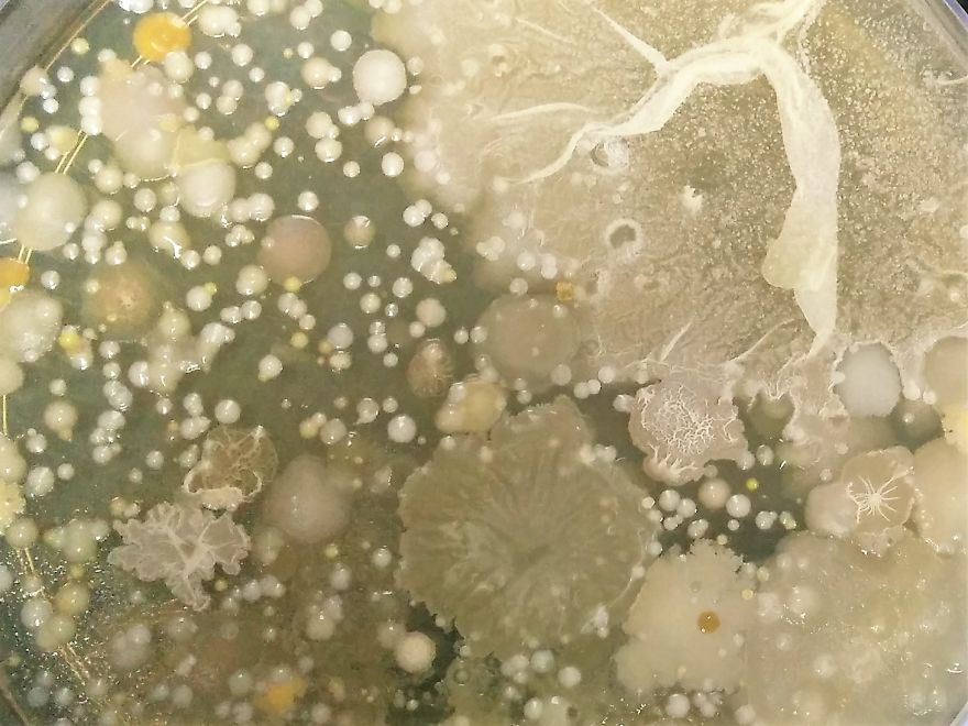 I Find Cosmos Under My Microscope And With Microbial Plate - Microsmos I Find Cosmos Under My Microscope And With Microbial Plate - Microsmos