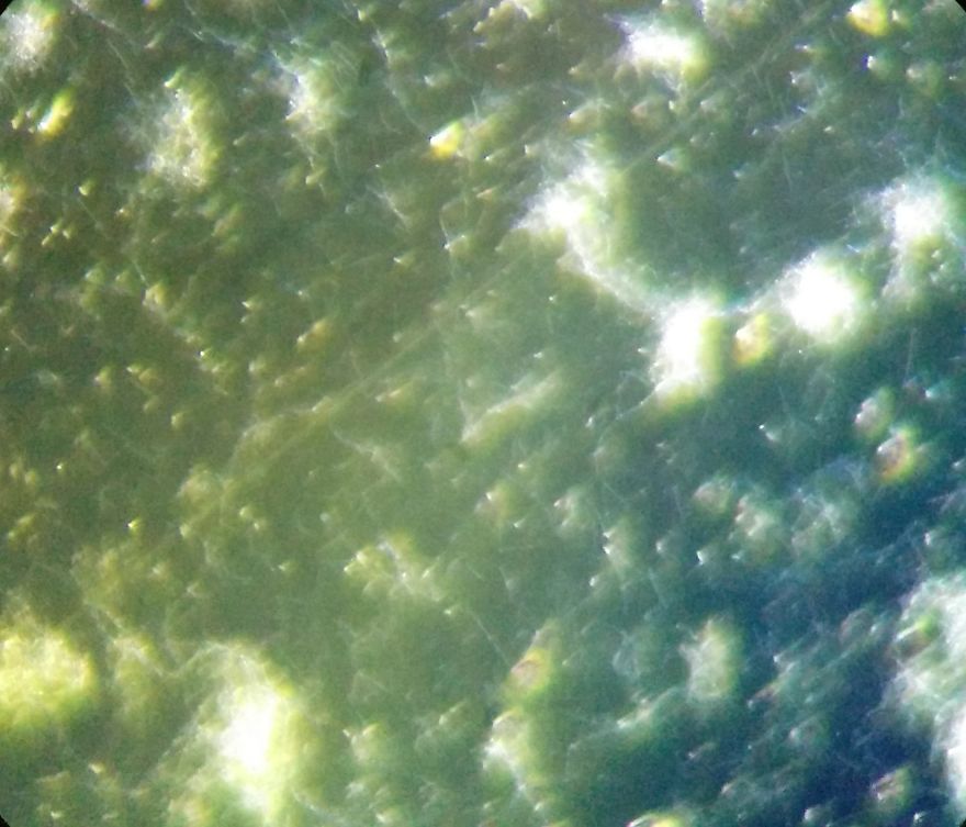 I Find Cosmos Under My Microscope And With Microbial Plate - Microsmos I Find Cosmos Under My Microscope And With Microbial Plate - Microsmos