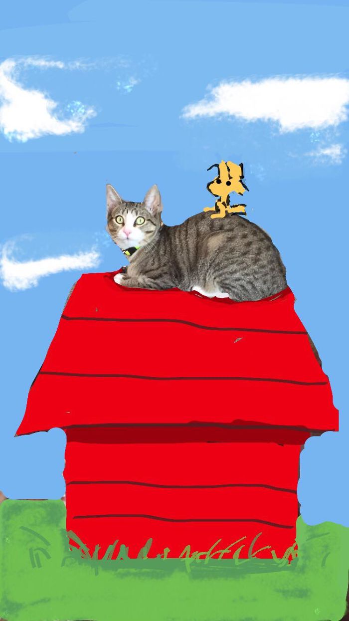 I Make Instastories With My Cat