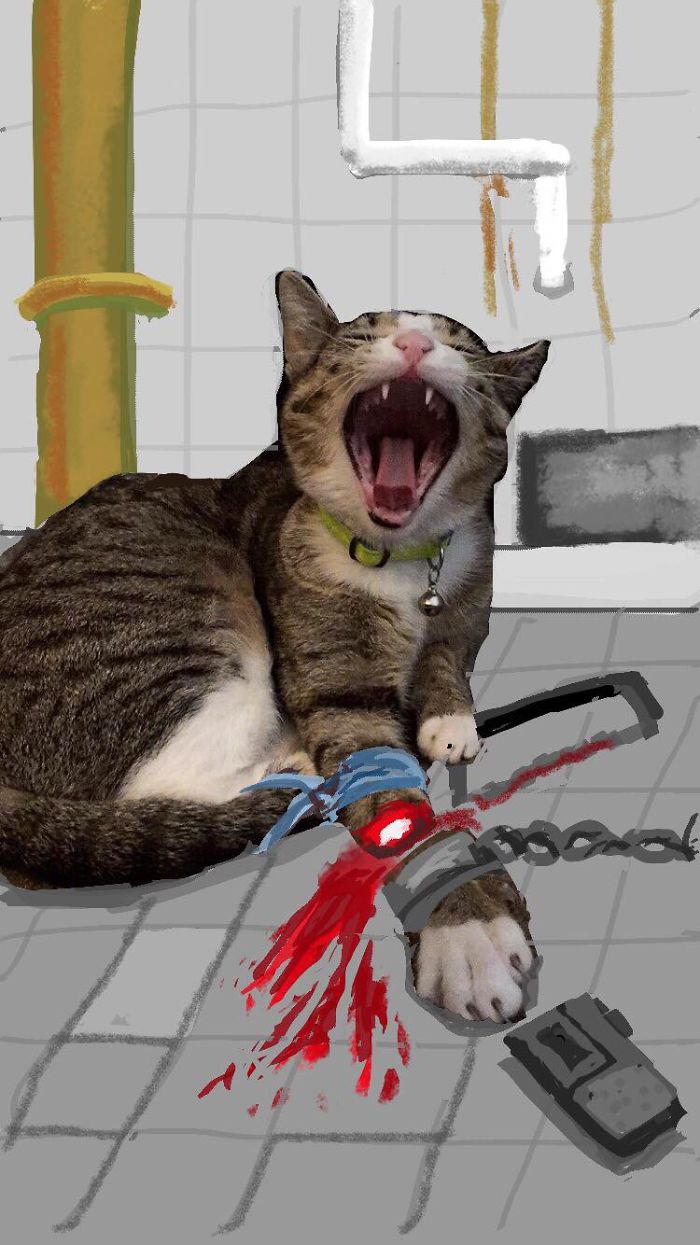 I Make Instastories With My Cat