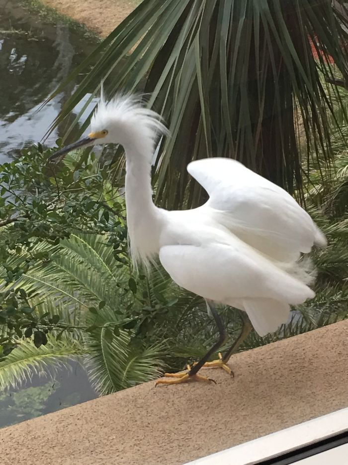 Here’s My Visitor Today! Location: Ponte Vedra Beach, Fl