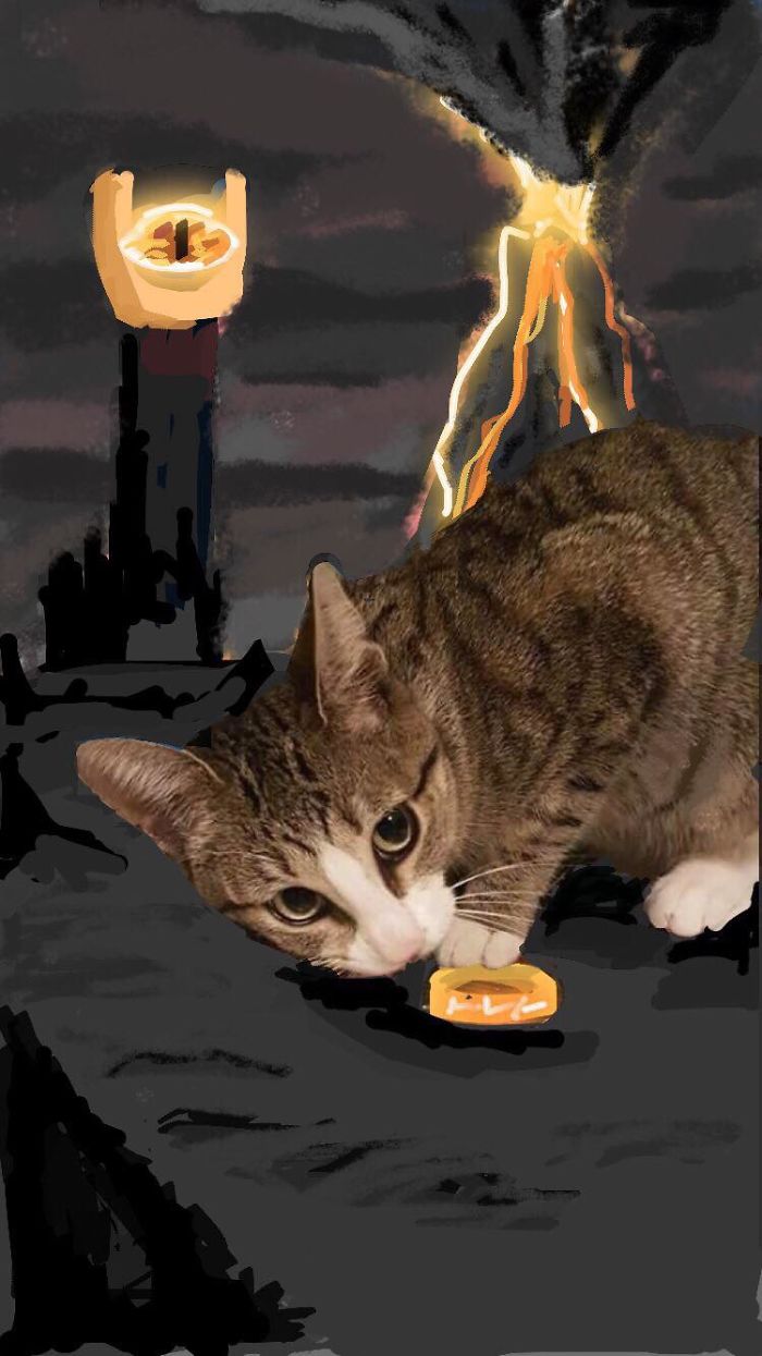 I Make Instastories With My Cat