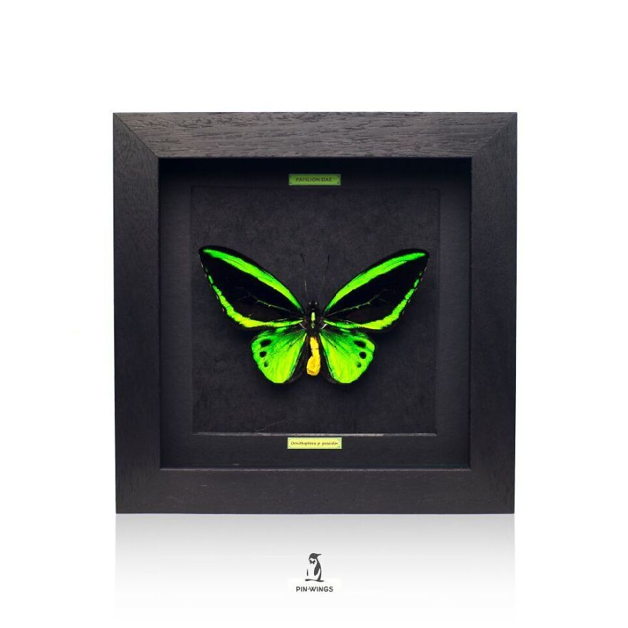 Real Butterflies Framed By Pinwings