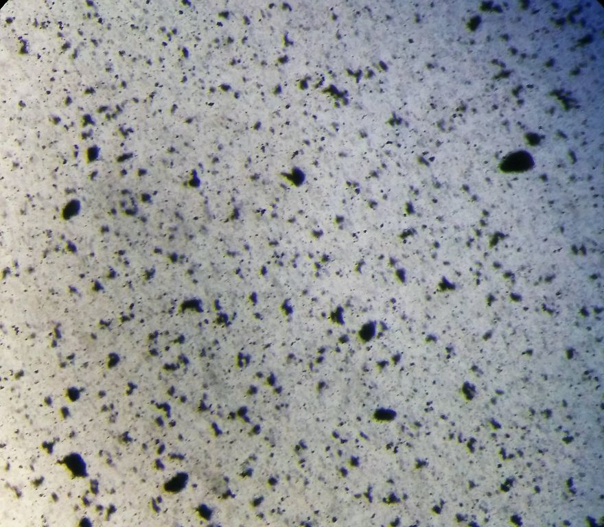 I Find Cosmos Under My Microscope And With Microbial Plate - Microsmos I Find Cosmos Under My Microscope And With Microbial Plate - Microsmos