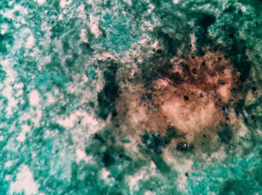 I Find Cosmos Under My Microscope And With Microbial Plate - Microsmos I Find Cosmos Under My Microscope And With Microbial Plate - Microsmos