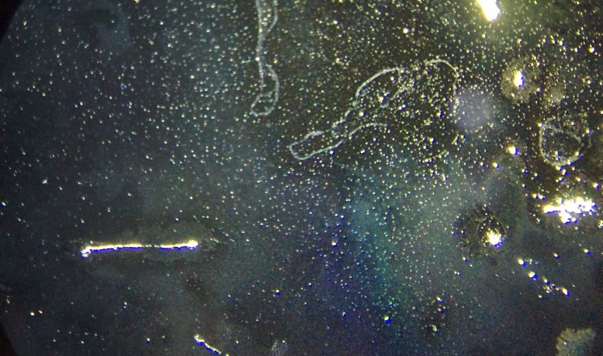 I Find Cosmos Under My Microscope And With Microbial Plate - Microsmos