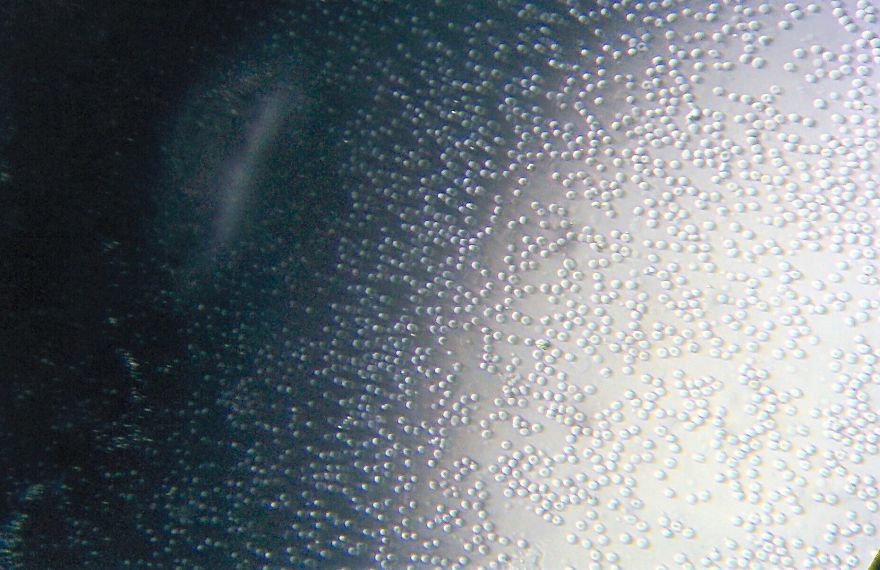 I Find Cosmos Under My Microscope And With Microbial Plate - Microsmos I Find Cosmos Under My Microscope And With Microbial Plate - Microsmos