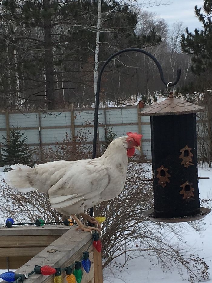 Got A Weird Looking Chickadee At Our Second Floor Feeder