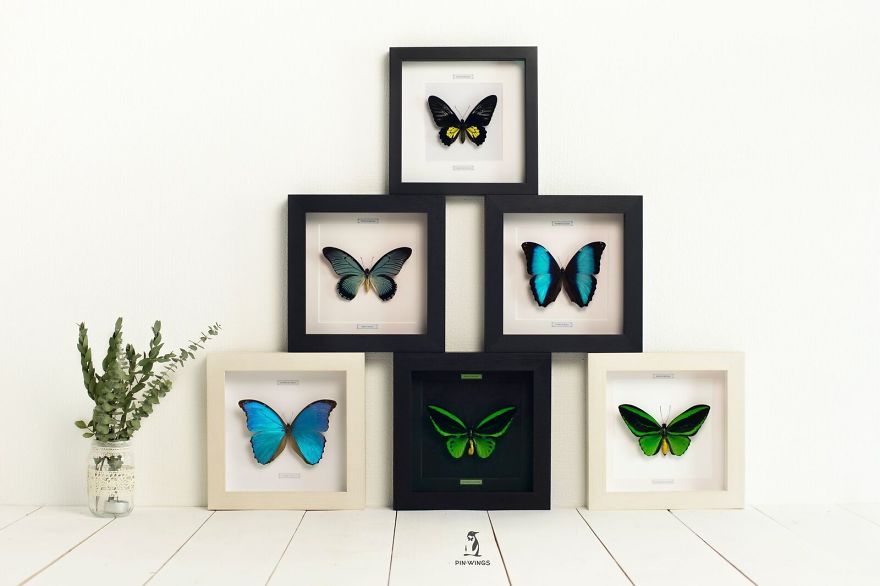Real Butterflies Framed By Pinwings