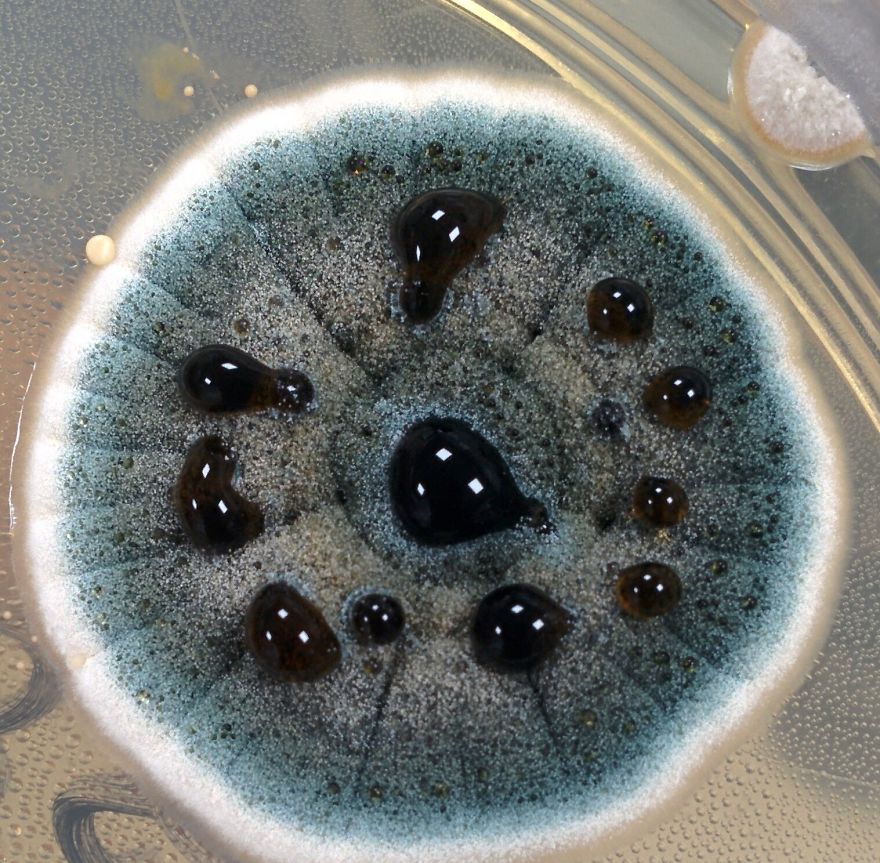 I Find Cosmos Under My Microscope And With Microbial Plate - Microsmos I Find Cosmos Under My Microscope And With Microbial Plate - Microsmos