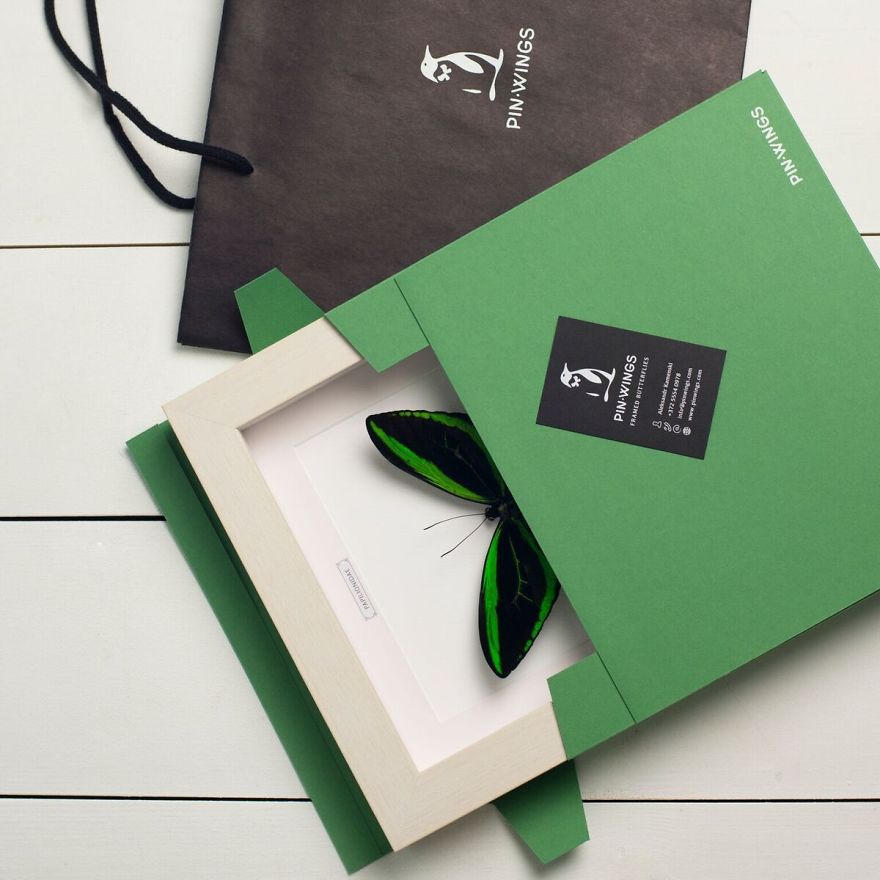 Real Butterflies Framed By Pinwings