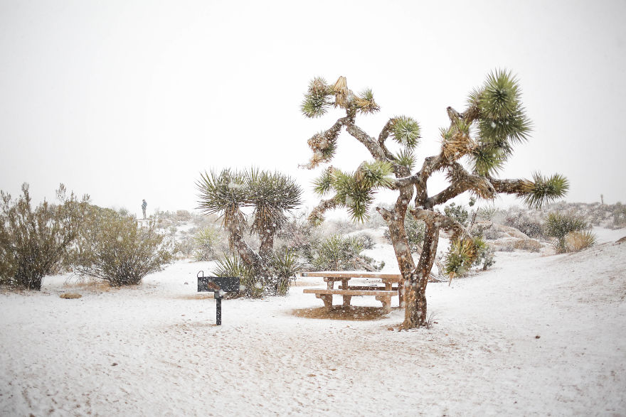 Snow In Joshua Tree National Park Snow In Joshua Tree National Park