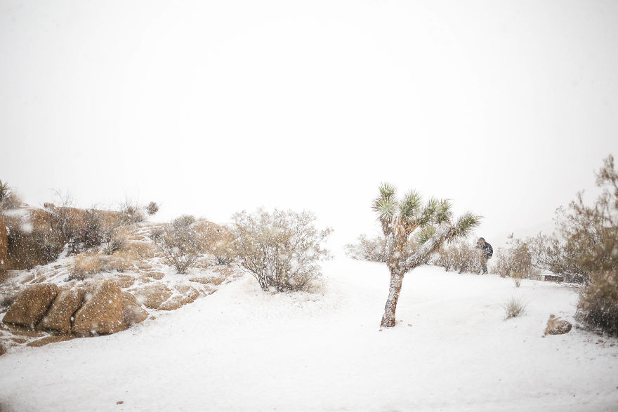 Snow In Joshua Tree National Park Snow In Joshua Tree National Park