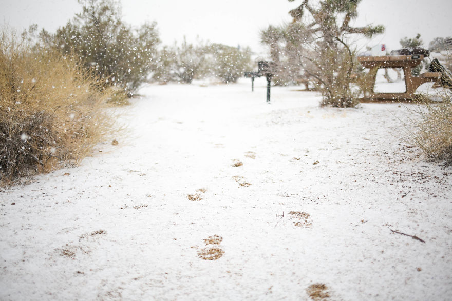 Snow In Joshua Tree National Park