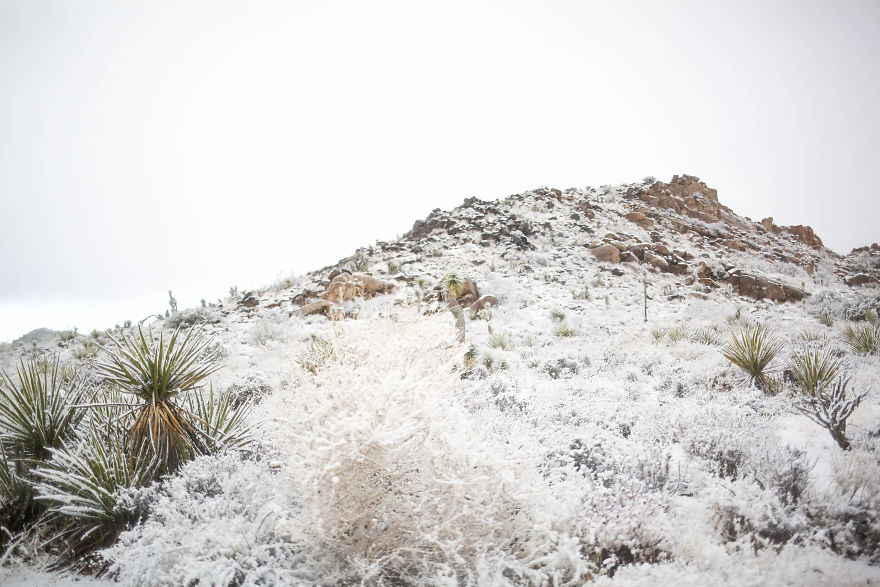 Snow In Joshua Tree National Park Snow In Joshua Tree National Park