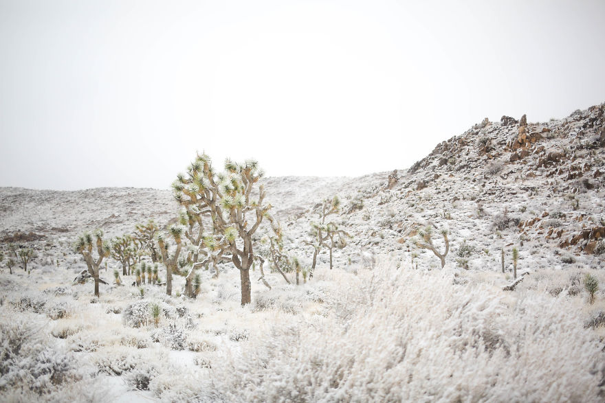 Snow In Joshua Tree National Park