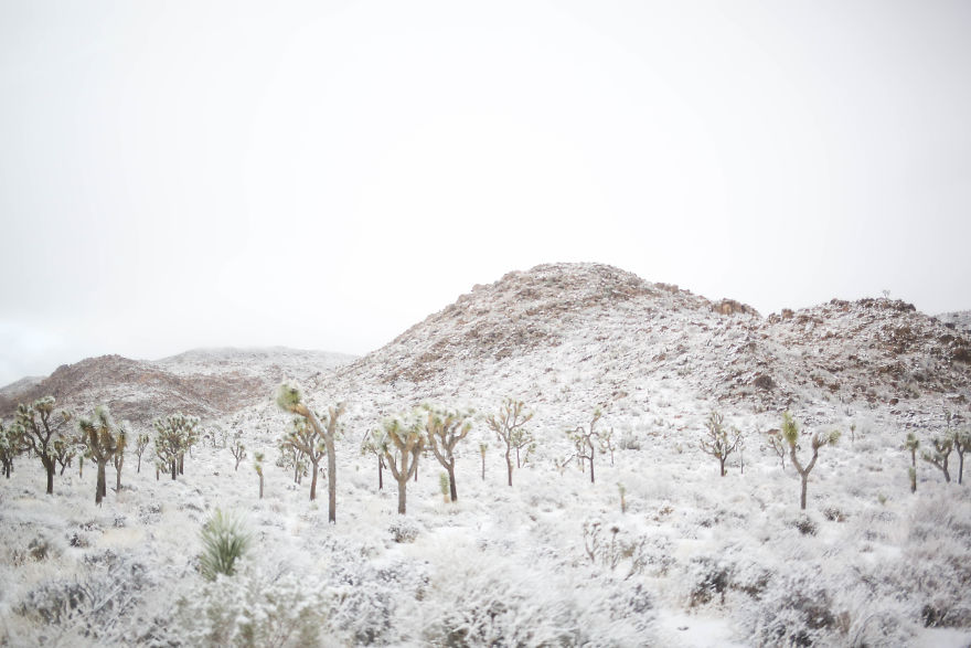 Snow In Joshua Tree National Park