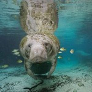 brownjenkin29 avatar