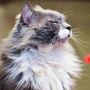 lisakazmier_1 avatar