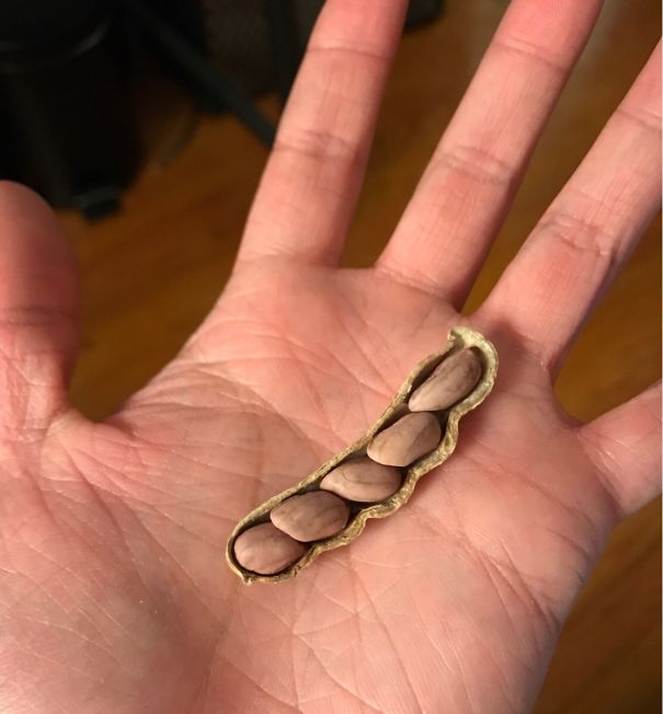 I Found 5 Peanuts In A Shell