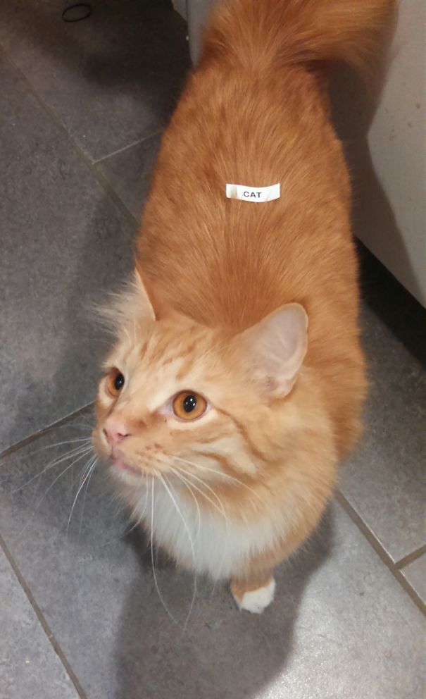 Today My Boyfriend Bought A Label Maker