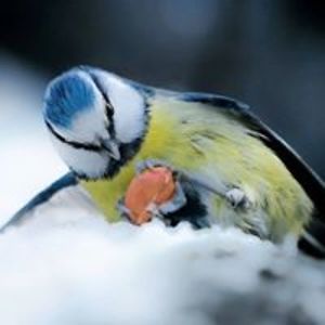 bronaghsynnott avatar