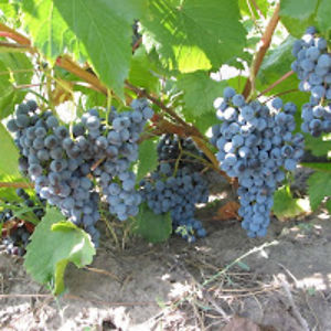 evgenysmetaninkislin avatar