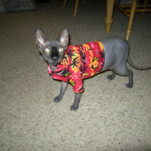 susannerichter avatar