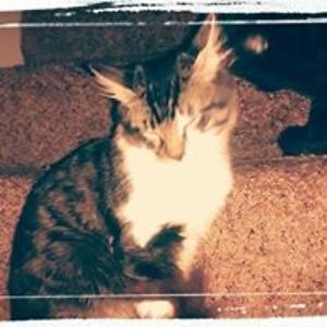 debbie_wilson avatar