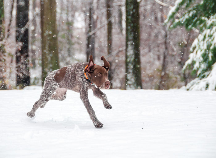 Piper Galloping In The Snow For The First Time