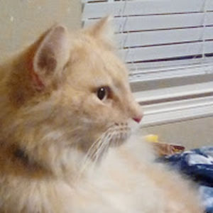 marthalaurens avatar